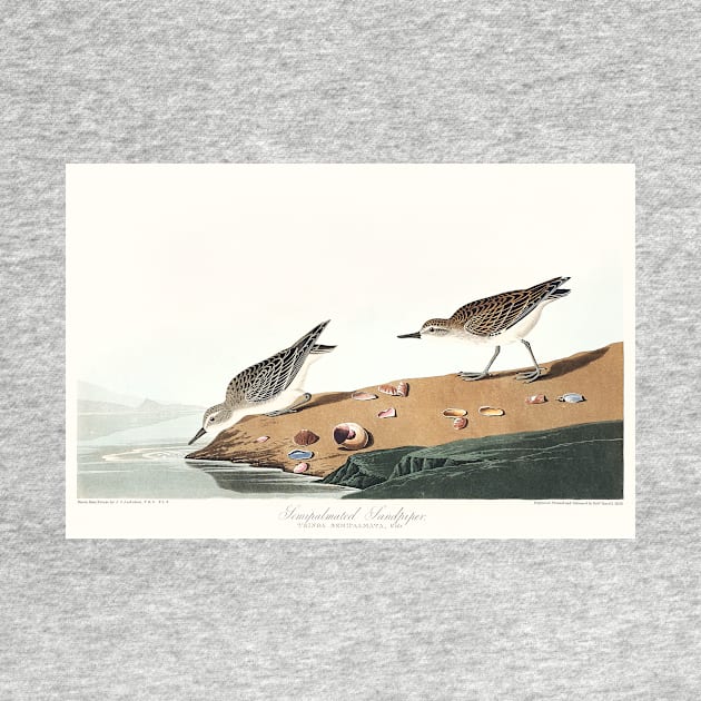 Semipalmated Sandpiper from Birds of America (1827) by WAITE-SMITH VINTAGE ART